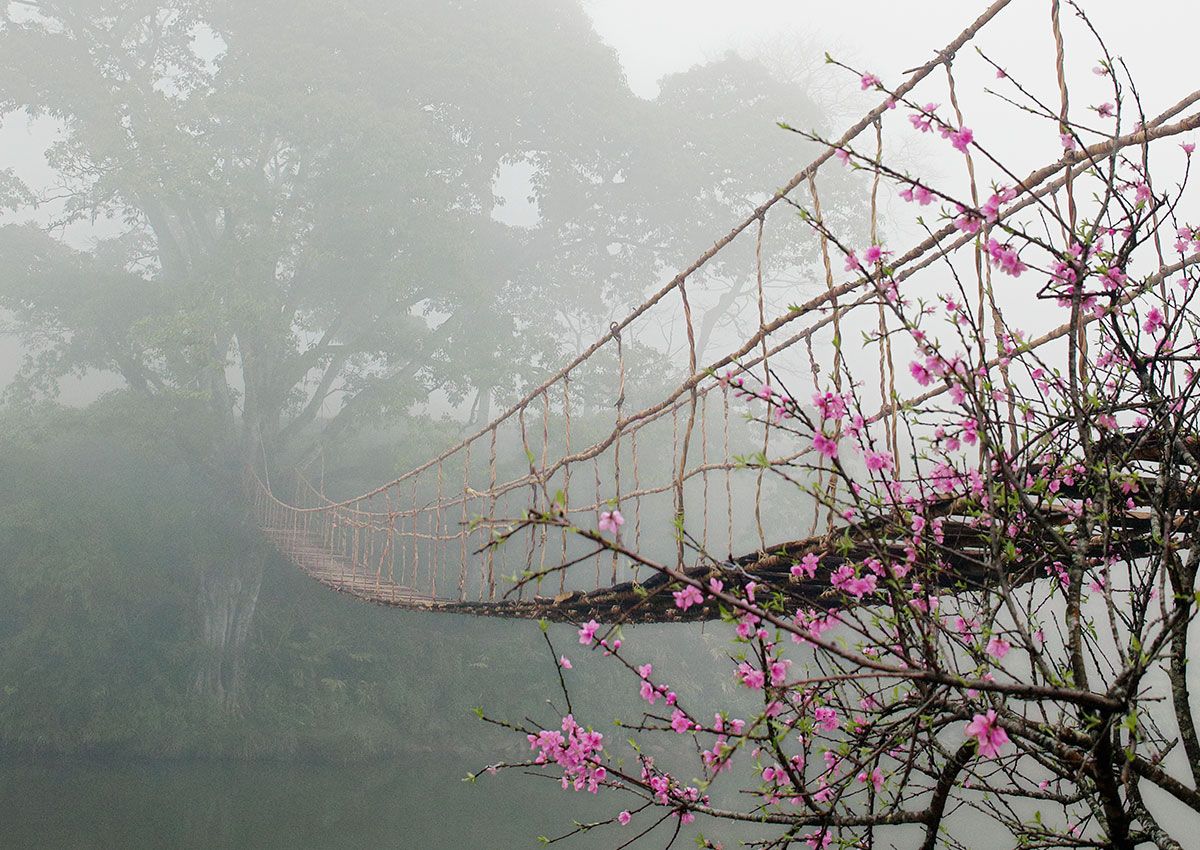 Misty tree branch image used to replace heavy mystical symbolism with a more natural visual direction